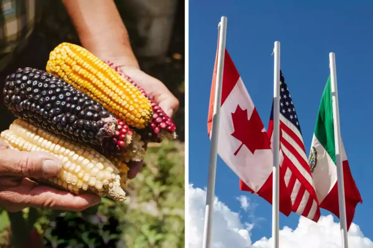 Manos sosteniendo mazorcas de maíz de diferentes colores junto a banderas de Canadá, Estados Unidos y México ondeando en el cielo.