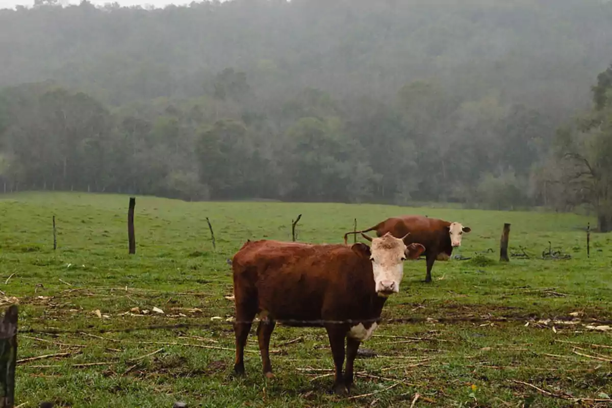 Dos vacas pastando en un campo verde con un bosque al fondo en un día nublado.