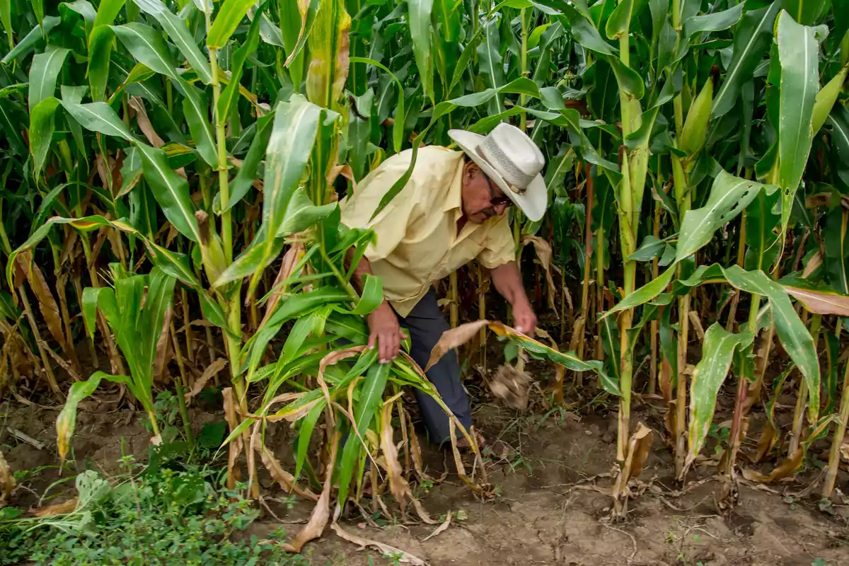 Un hombre con sombrero trabaja en un campo de maíz rodeado de plantas verdes.