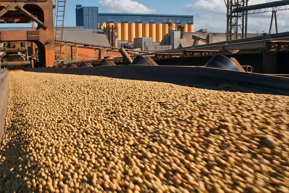 Granos de soja en una cinta transportadora en una planta industrial.