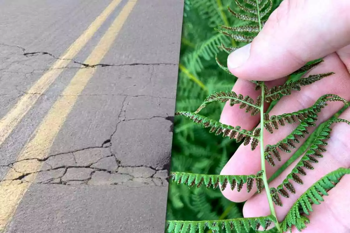 Una carretera agrietada junto a una mano sosteniendo una hoja de helecho.