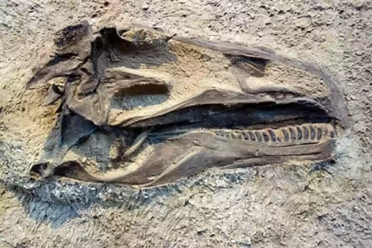 Fósil de un cráneo de dinosaurio incrustado en roca sedimentaria, representando los métodos de datación de los fósiles.