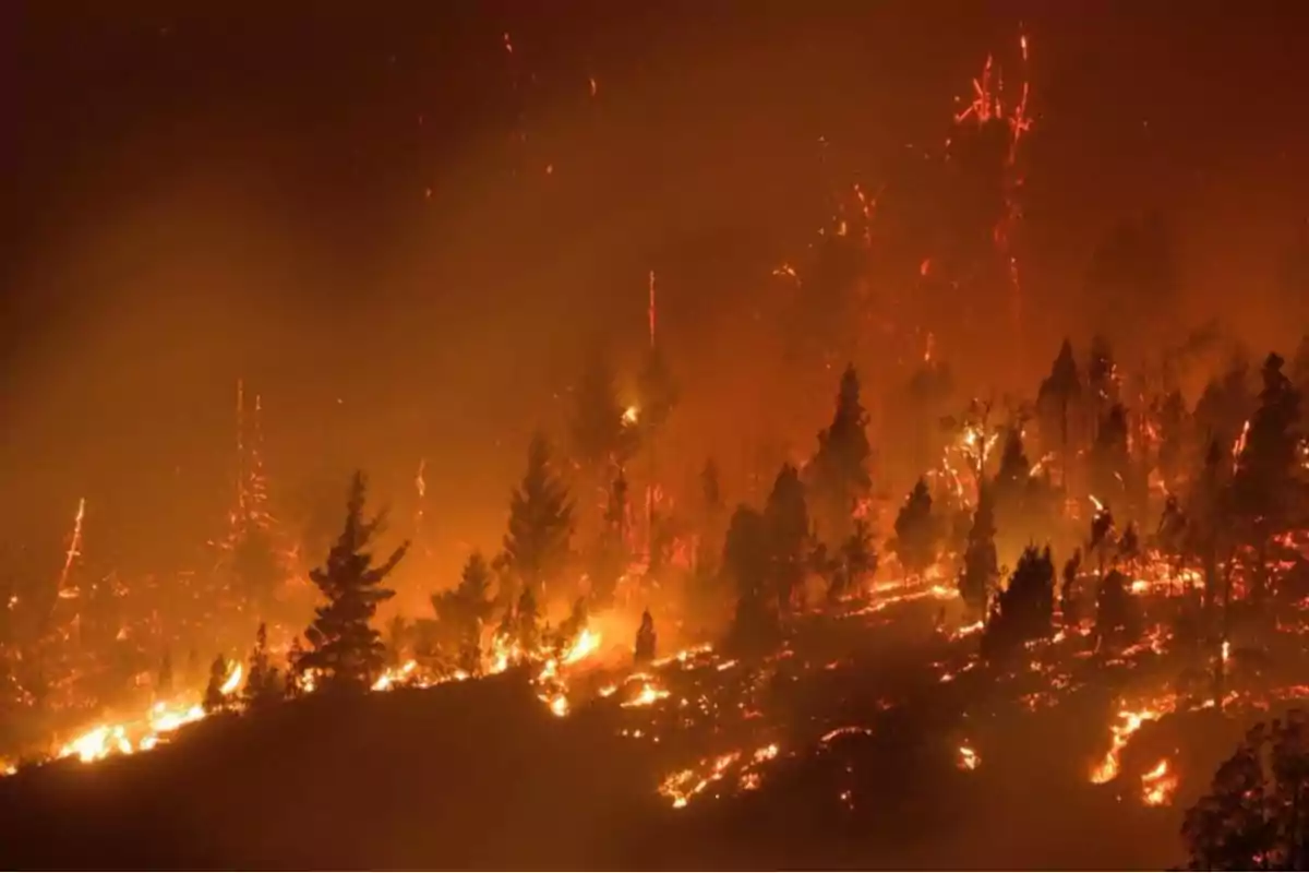 Un incendio forestal arde intensamente en un bosque durante la noche.