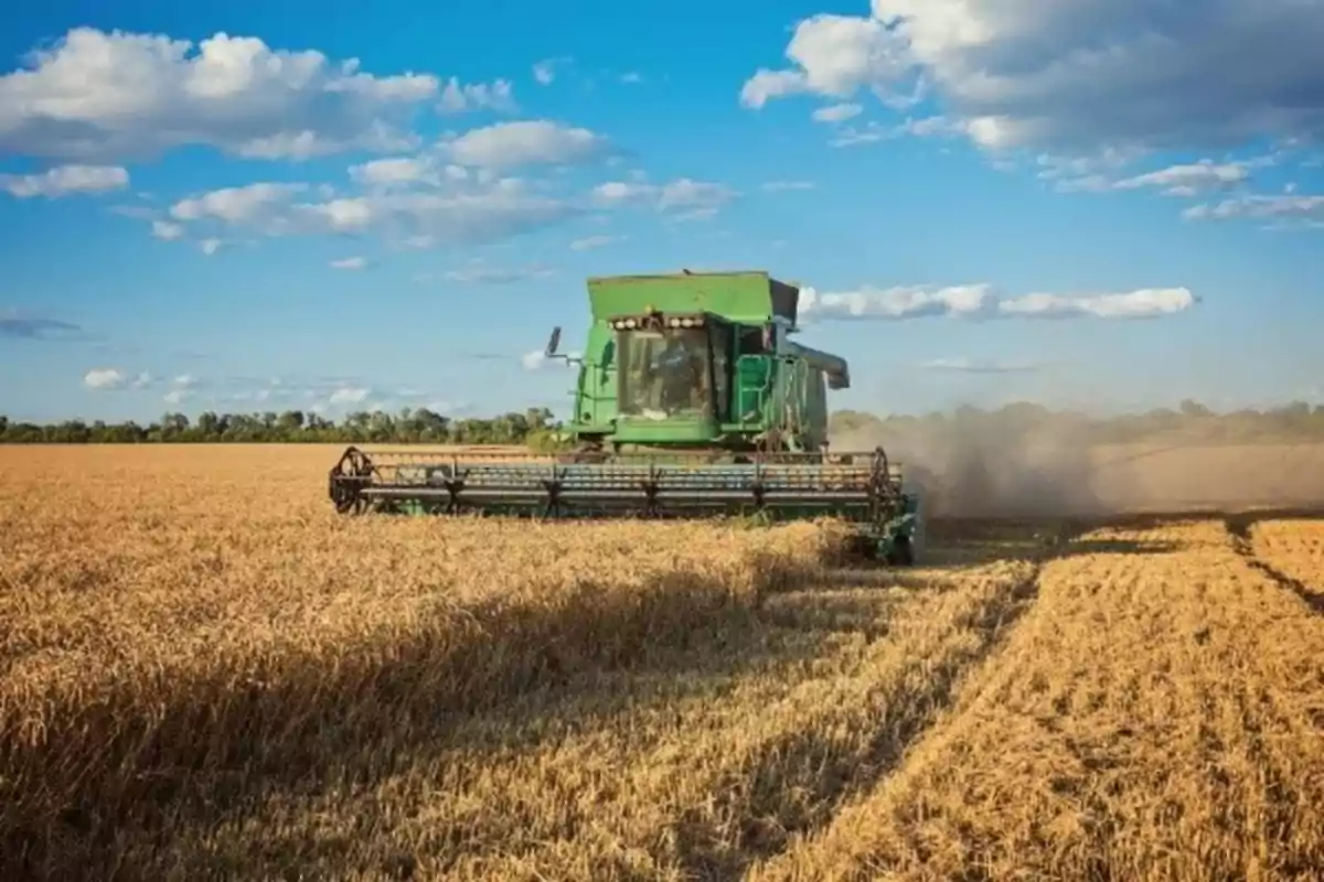 A green harvester working in a wheat field under a blue sky with clouds.