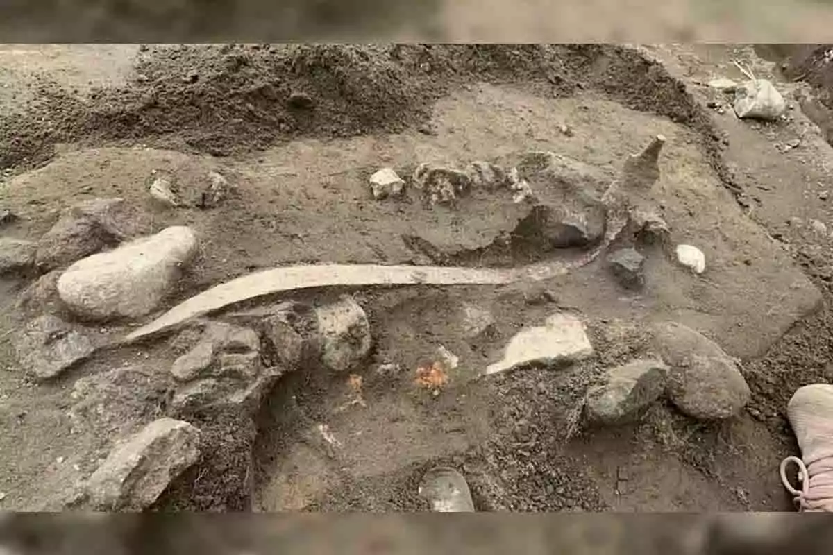 Un fósil parcialmente desenterrado en un sitio arqueológico.