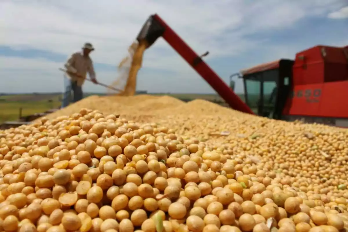 Un agricultor trabajando con una cosechadora mientras descarga una gran cantidad de granos en un campo.