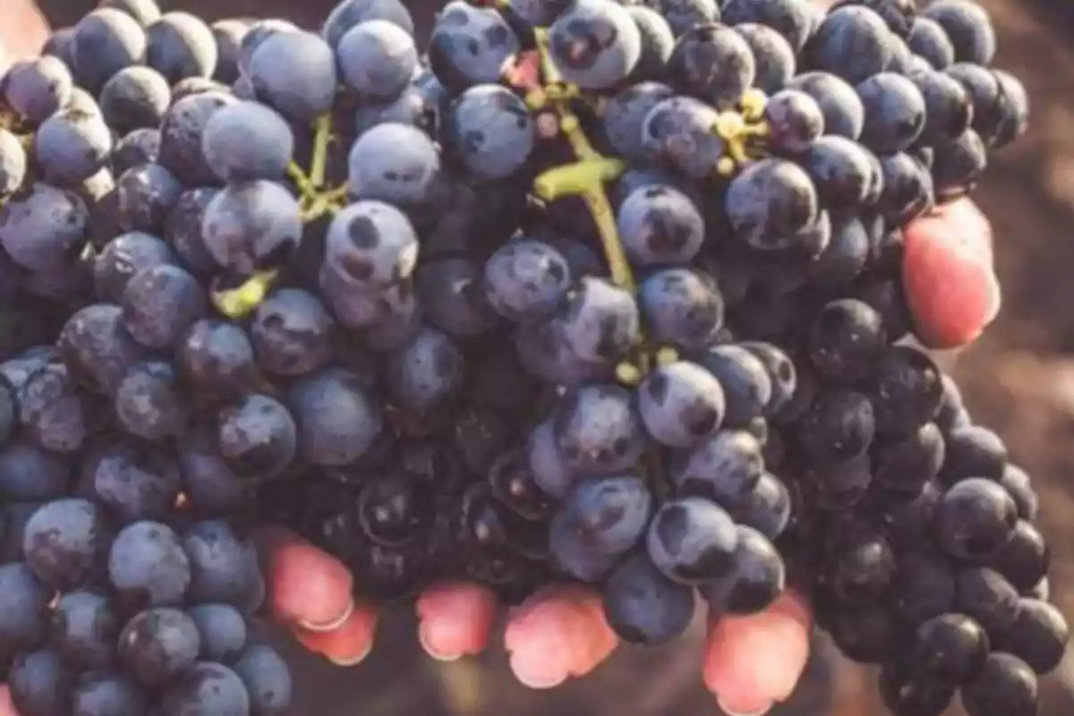 Manos sosteniendo un racimo de uvas negras maduras.