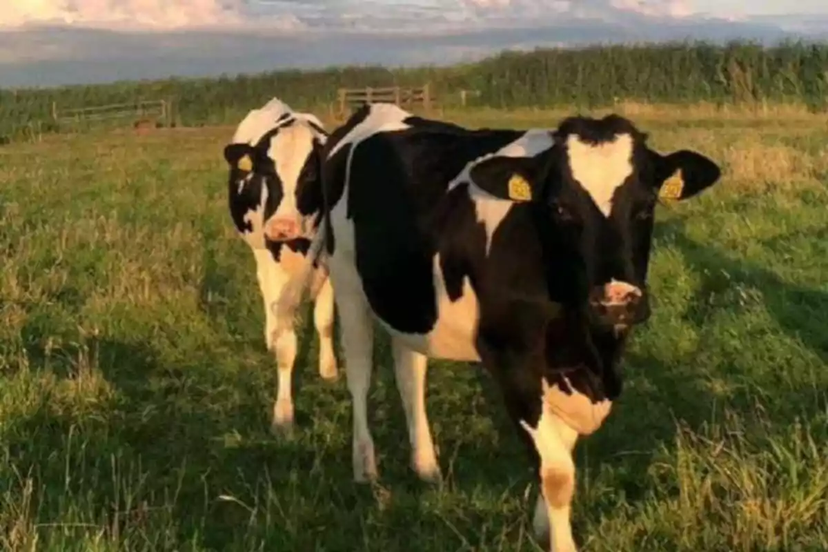 Dos vacas en un campo verde bajo un cielo parcialmente nublado.