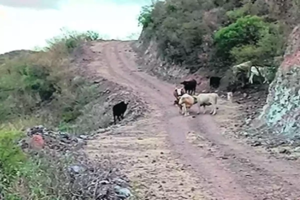 A group of cows walks along a dirt road surrounded by vegetation and hills.