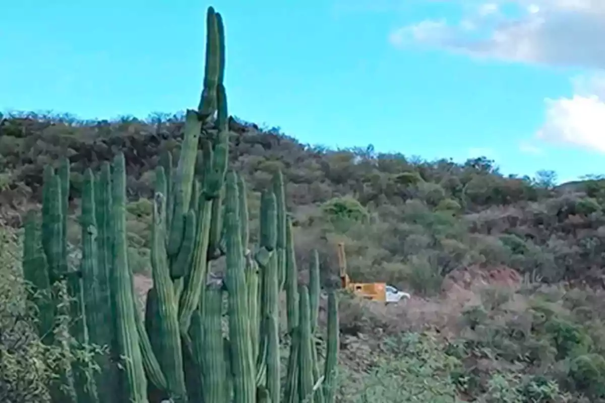 Tall cacti in an arid landscape with a vehicle and construction equipment in the background.