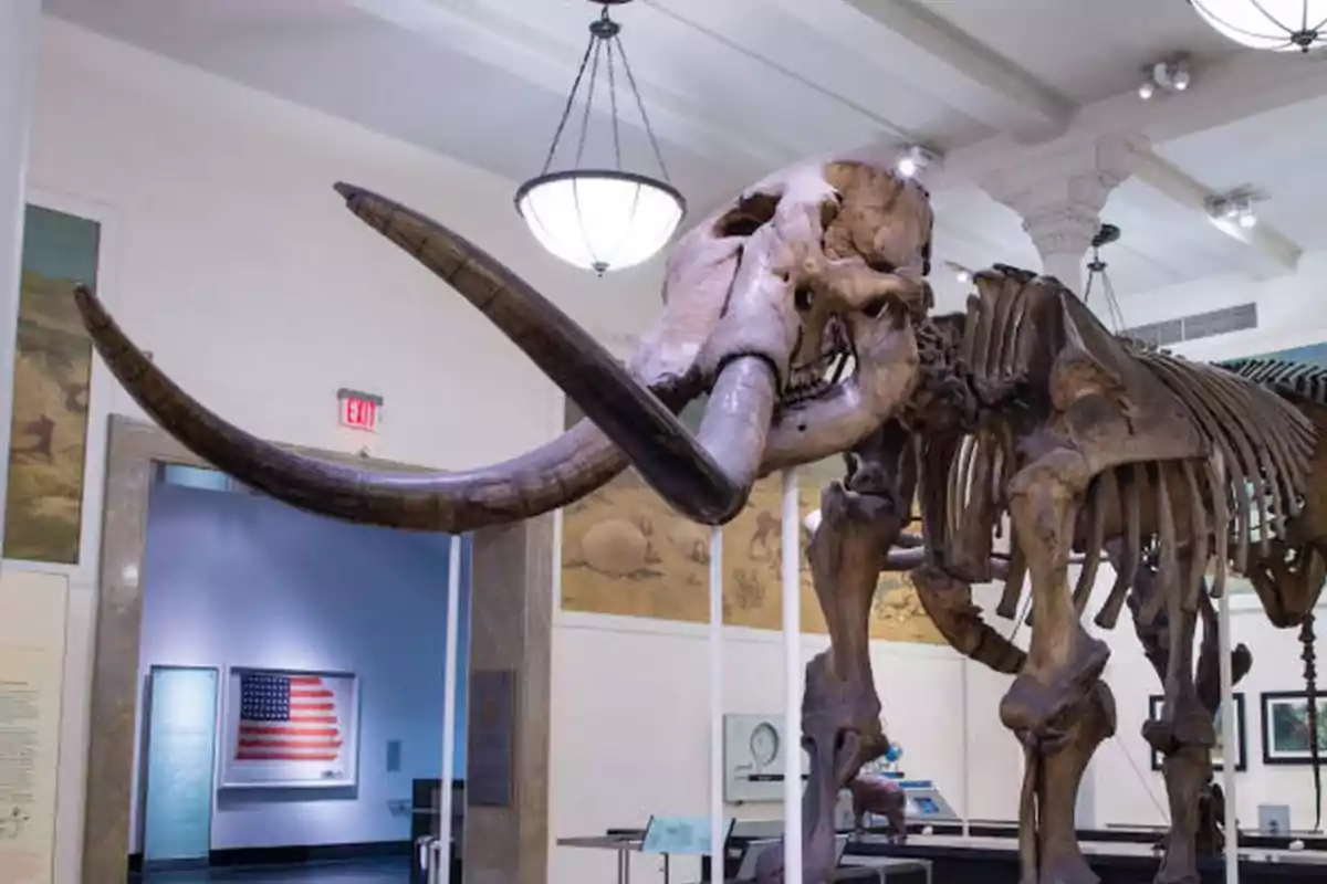 Esqueleto de un mastodonte expuesto en un museo con una bandera estadounidense en el fondo.