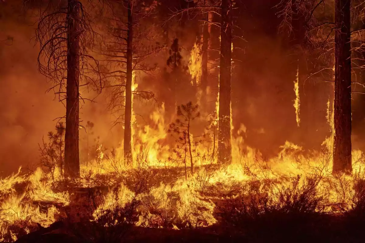 Incendio forestal ardiendo intensamente en un bosque, con llamas altas y humo denso.