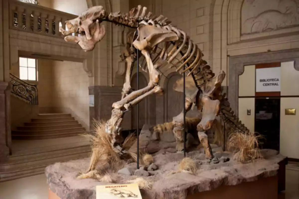 Esqueleto de un megaterio o perezoso gigante expuesto en un museo con un letrero informativo al frente y una escalera al fondo.