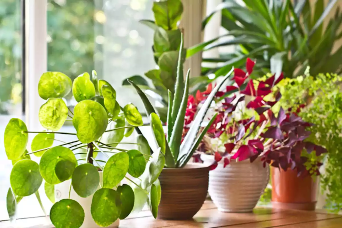 Varias plantas en macetas de diferentes colores y formas están colocadas sobre una mesa junto a una ventana.