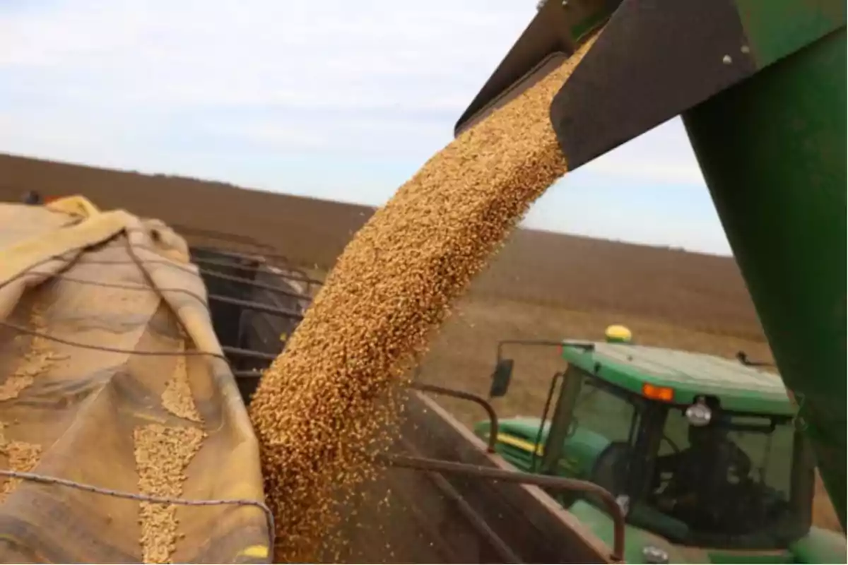 Granos de soja siendo descargados de una cosechadora en un campo agrícola.