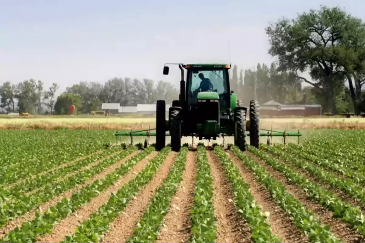 Tractor verde trabajando en un campo de cultivo con hileras de plantas y árboles al fondo.