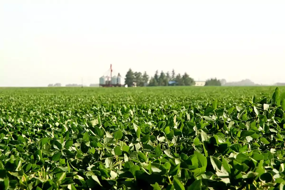 Campo de cultivo de soja con un silo y árboles al fondo.