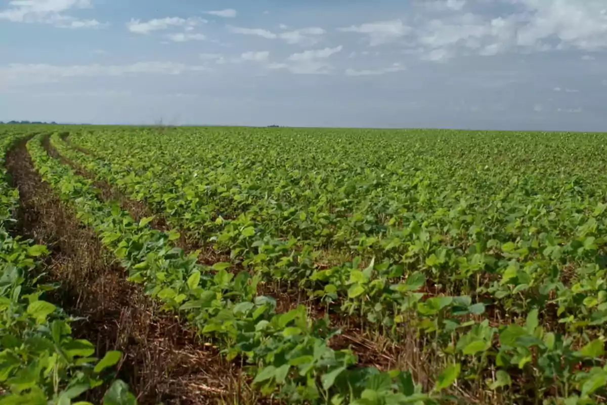 Campo extenso de cultivo de plantas verdes bajo un cielo parcialmente nublado.