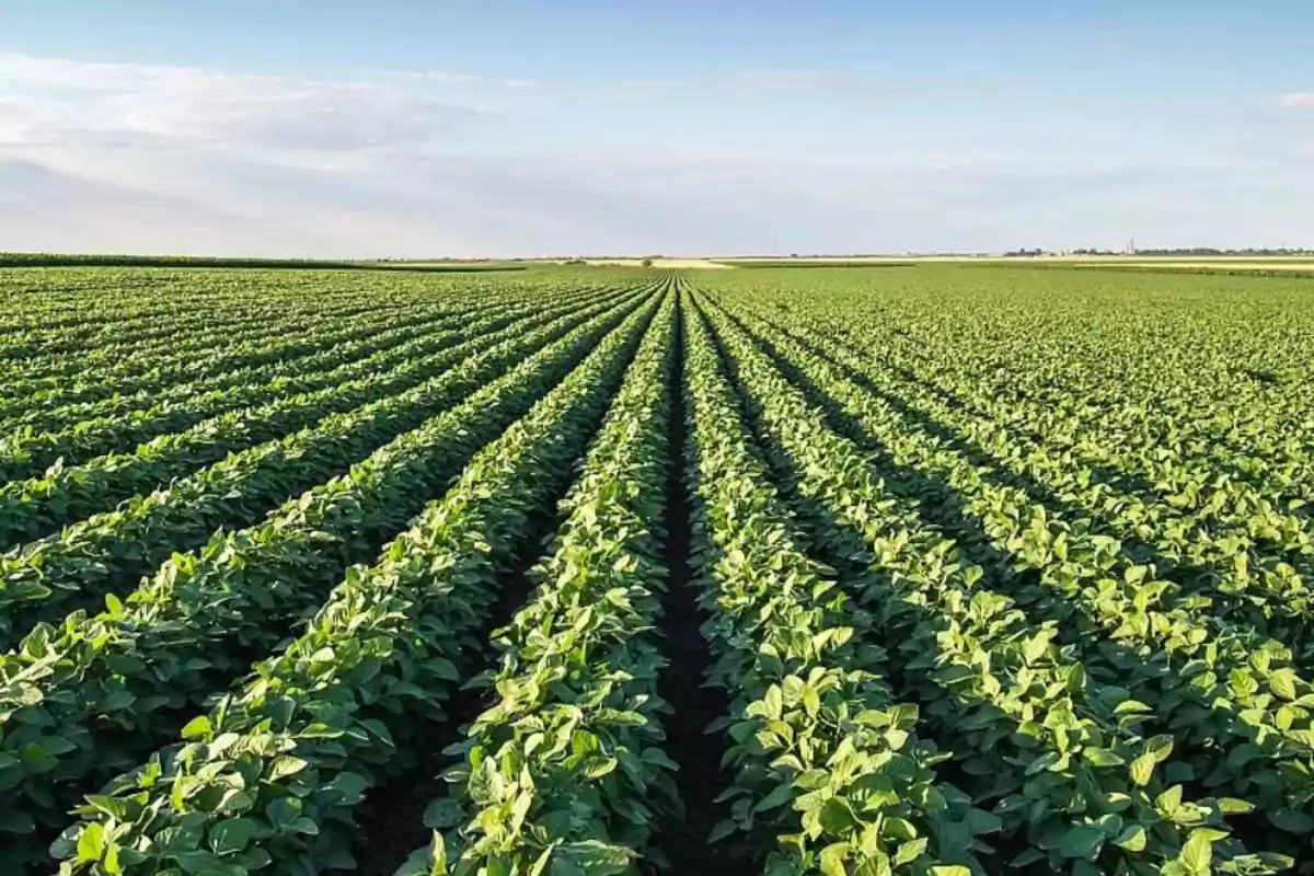 Campo de cultivo con hileras de plantas verdes bajo un cielo despejado.