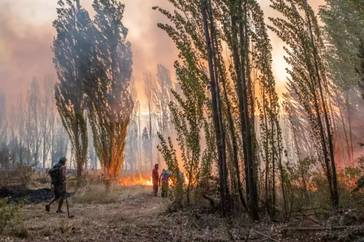 Personas caminando cerca de un incendio forestal rodeado de árboles altos y humo en el ambiente.