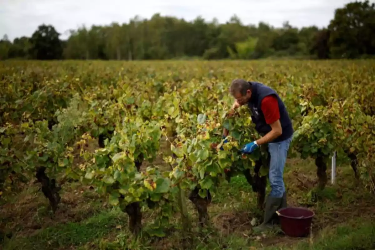 Un hombre cosechando uvas en un viñedo con un cubo a su lado.