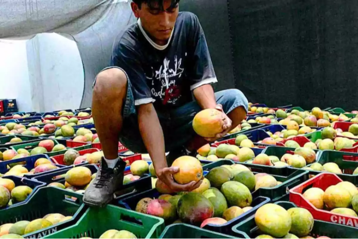 Un hombre agachado selecciona mangos de varias cajas apiladas en un entorno cubierto.