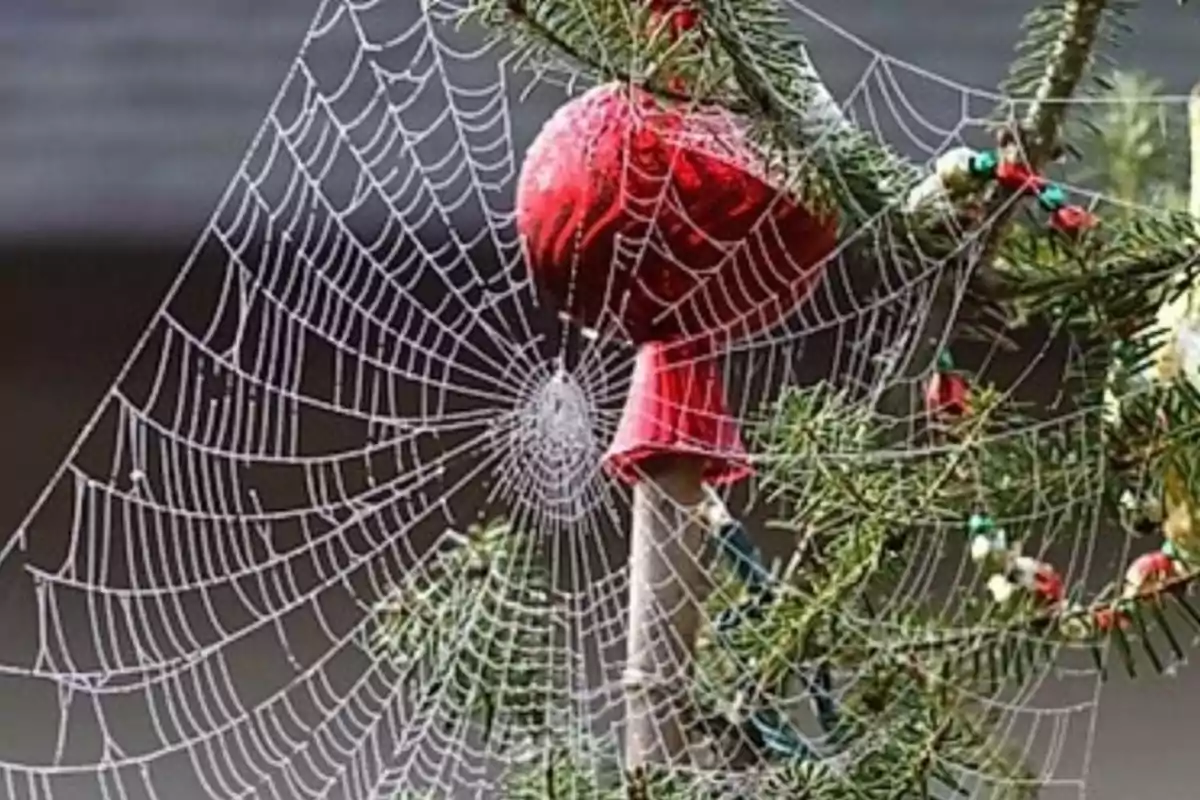 Una telaraña delicada cubre una rama de pino decorada con una esfera roja. Tradición de Navidad en Ucrania.