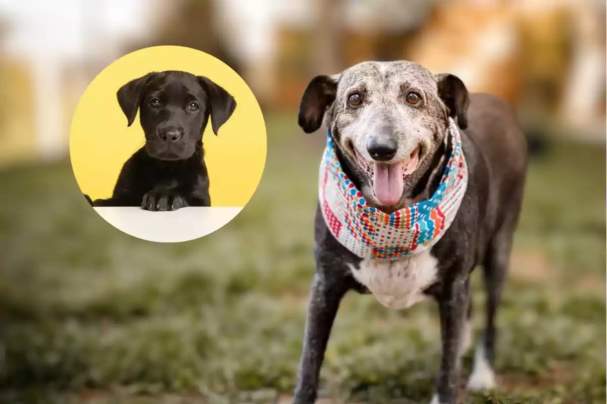 Un perro adulto mayor con un pañuelo colorido está de pie en un jardín mientras un cachorro negro aparece en un círculo con fondo amarillo.