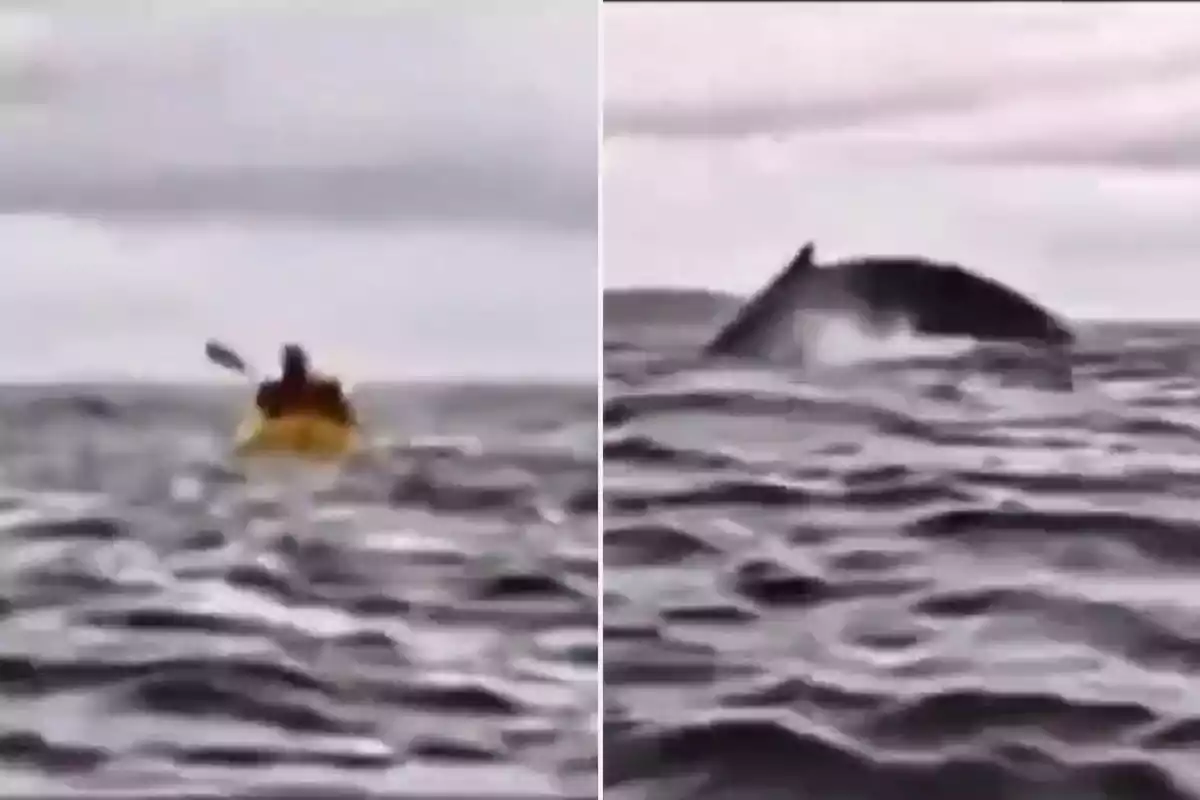 A person in a yellow kayak in the ocean with a whale emerging from the water nearby.